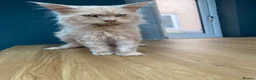 Maine Coon cats for sale: 💙 TICA ®️ Proven -  Red Smoke/ White Maine Coon  - Advert 8
