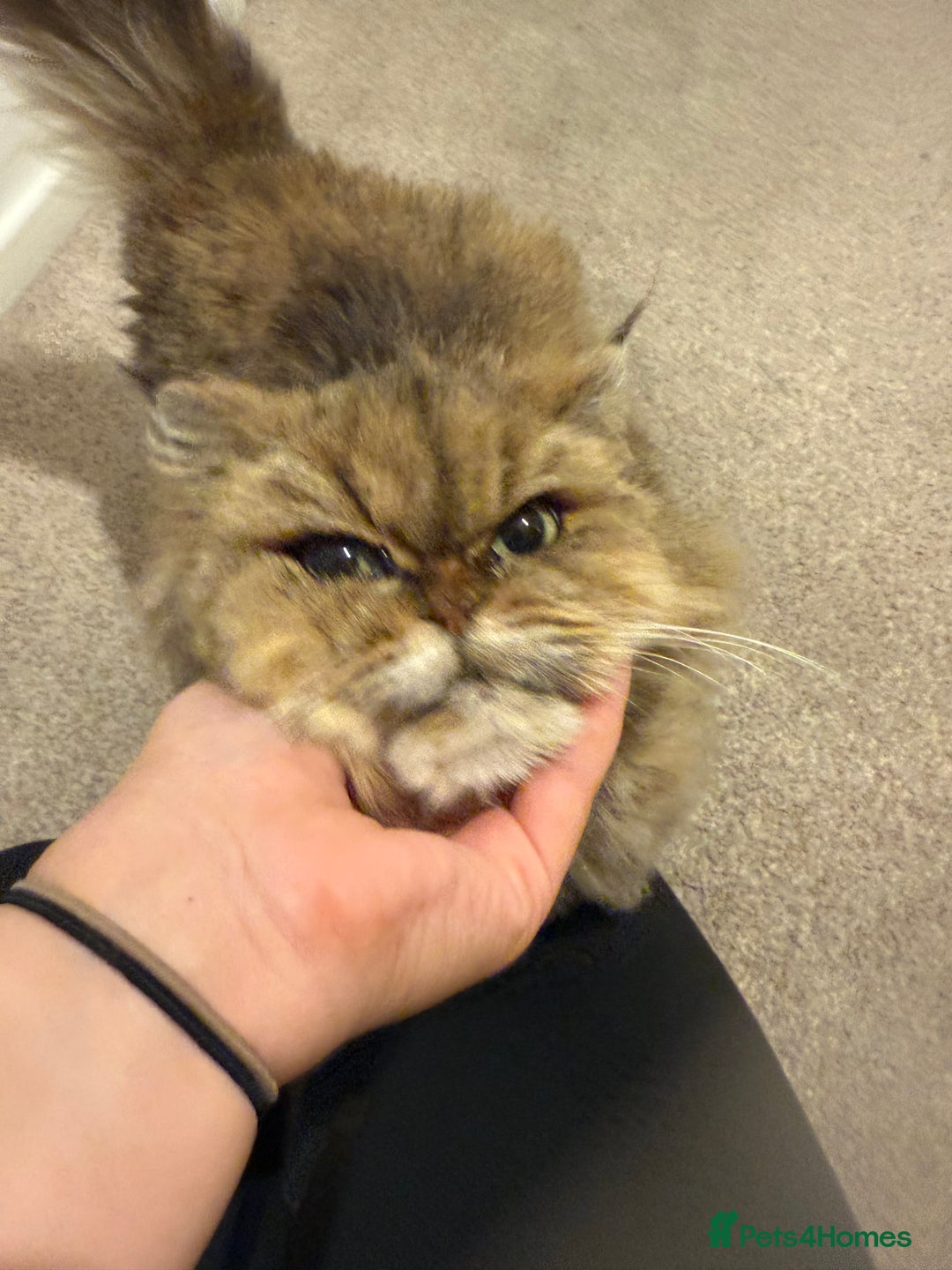 Mixed Breed cats for sale: Chinchilla x Persian female  - Image 6