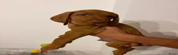 Hungarian Vizsla dogs for sale: Wirehaired Hungarian Vizsla - Advert 7