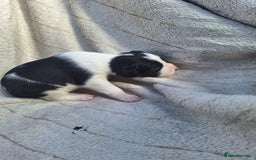 Mixed Breed dogs for sale: Spanish jack Russell (bodeguero) x border collie - Image 32