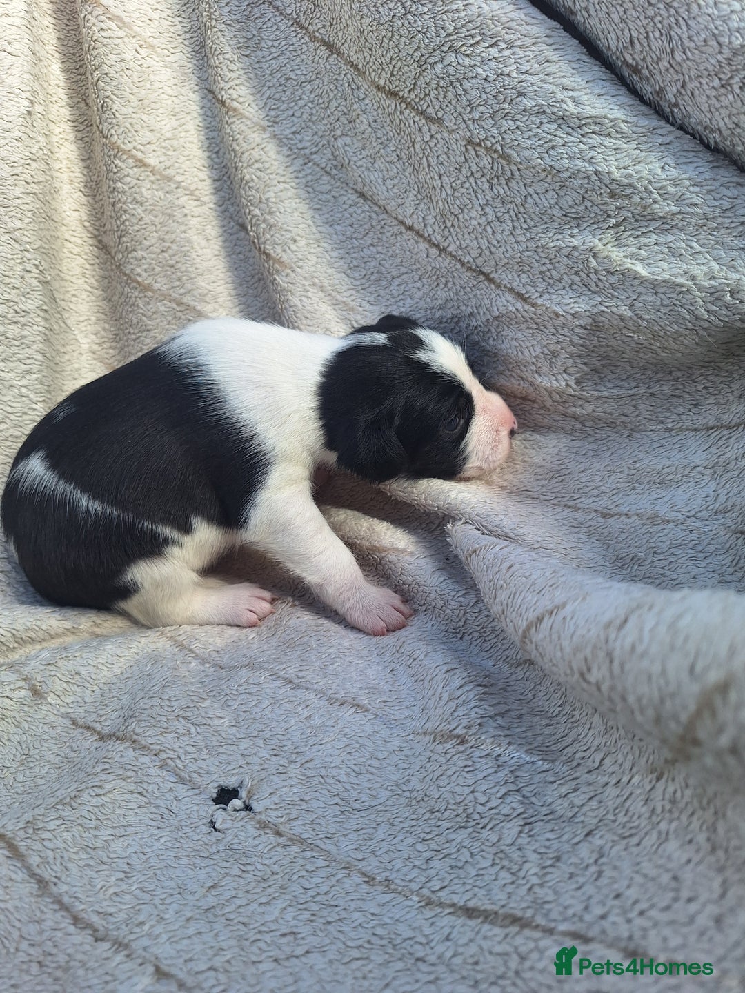 Mixed Breed dogs for sale: Spanish jack Russell (bodeguero) x border collie - Image 32