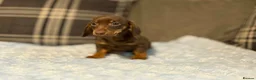 Miniature Dachshund dogs for sale: 3 puppies ready to leave  - Advert 10