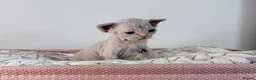Devon Rex cats for sale: Beautiful blue boy and lilac girl!!!!! - Advert 11