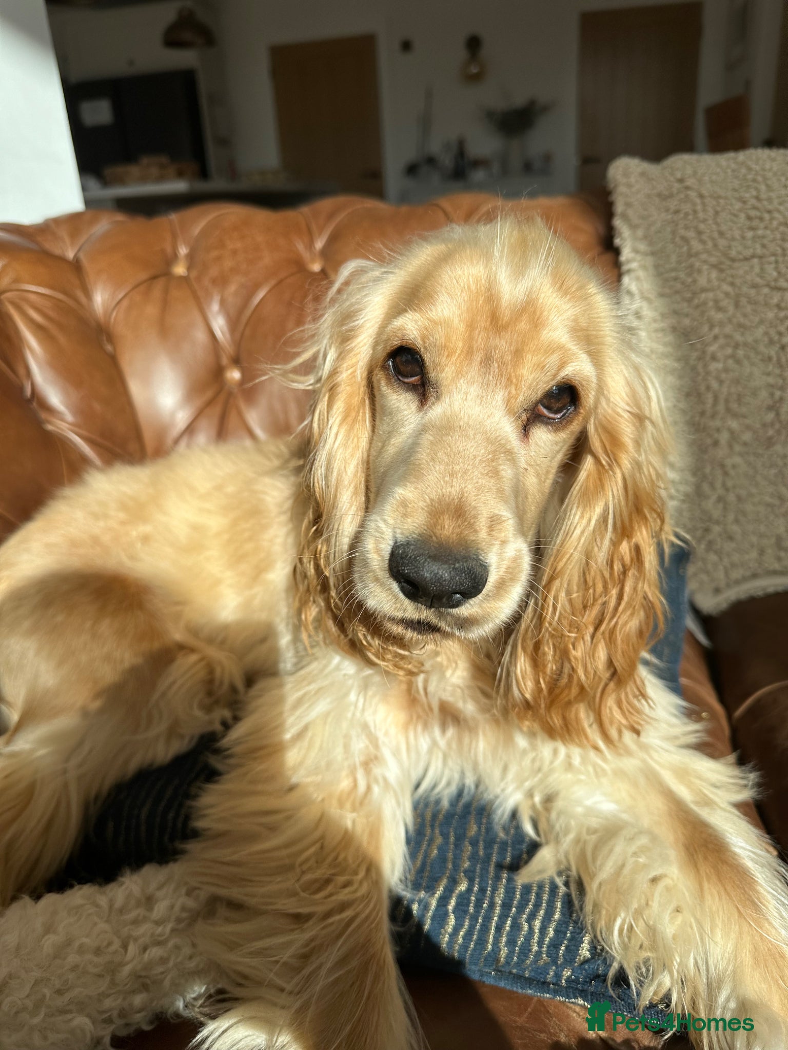 Cocker Spaniel dogs Beautiful Show Cocker 9months old   - Advert 10