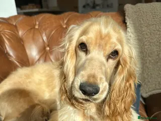 Cocker Spaniel dogs Beautiful Show Cocker 9months old - Advert 10