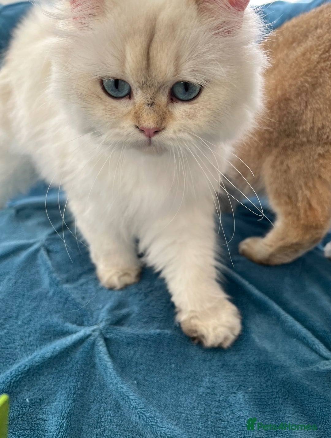 British Longhair cats for sale: Pure bread British Long and Shorthair kittens   - Advert 11