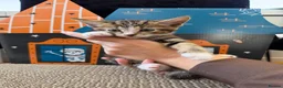Mixed Breed cats for sale: Beautiful tabby kittens for sale  in Brighton - Advert 17