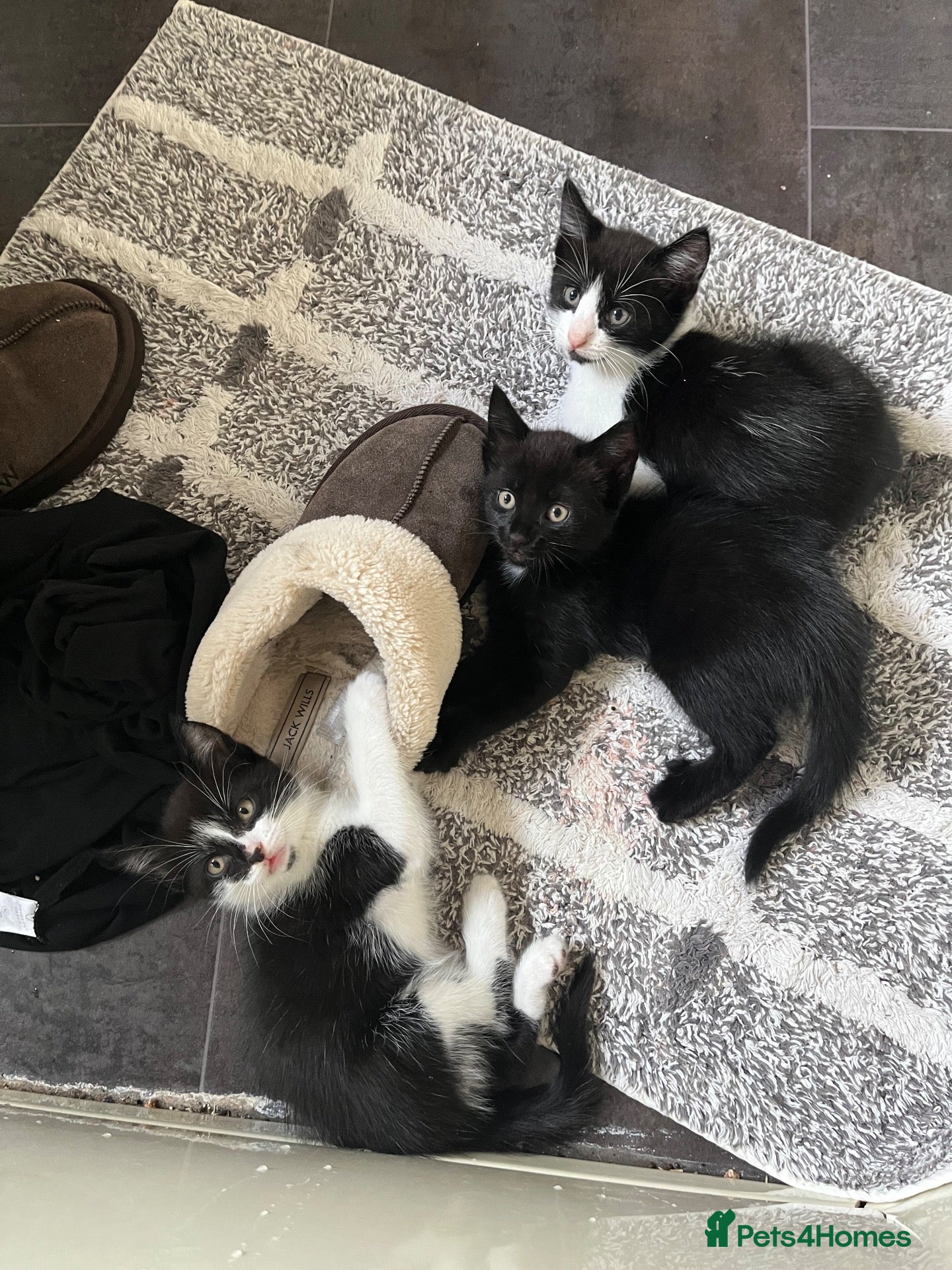Mixed Breed cats Beautiful Kittens Seeking Loving Forever Homes  - Advert 1