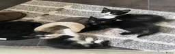 Mixed Breed cats for sale: Beautiful Kittens Seeking Loving Forever Homes  - Advert 1