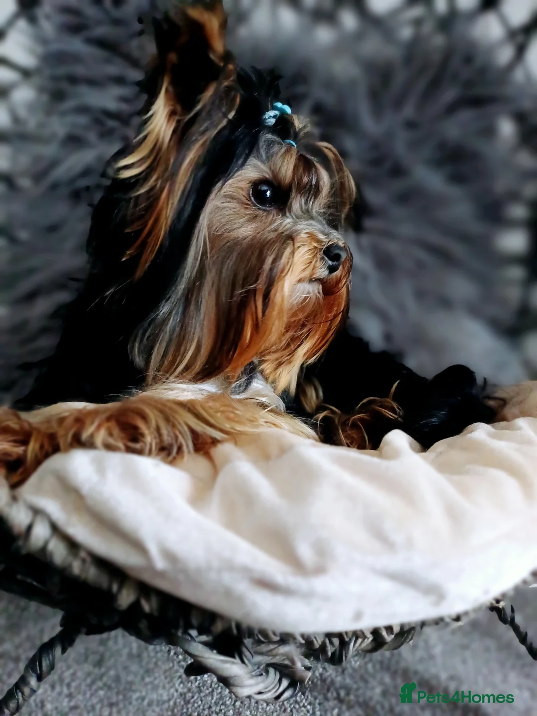 Yorkshire Terrier dogs for stud: ABSOLUTELY ADROBLE TINY BOY ONLY FOR STUD DUTY!! in Bedford - Advert 4