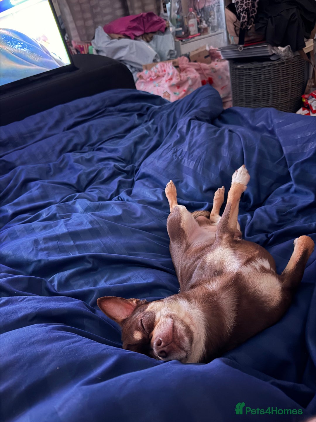 Chihuahua dogs for stud: The boy who never left ….Tommy for Stud - Advert 10