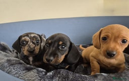 Dachshund dogs for sale: BEAUTIFUL TRUE MINI DACSHUNDS READY 22ND - Image 25