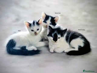 Mixed Breed cats - Advert 29