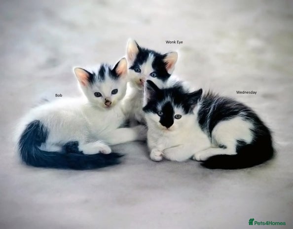Mixed Breed cats - Advert 11