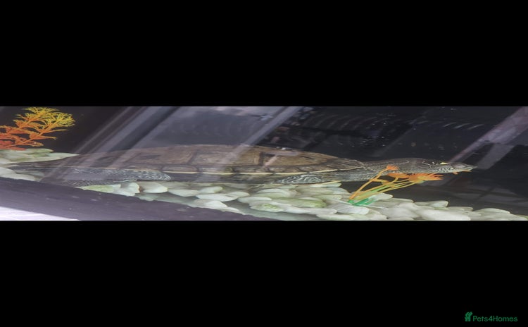 Turtle reptiles - Advert 1