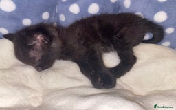 Mixed Breed cats for sale: Playful kittens for sale  - Image 7