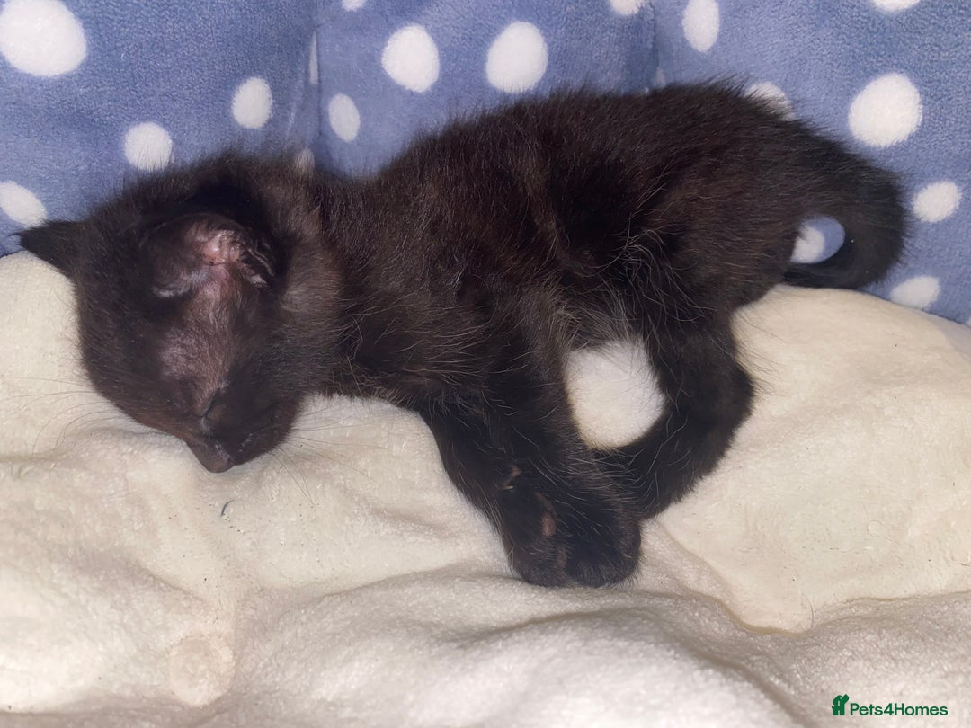 Mixed Breed cats for sale: Playful kittens for sale  - Image 7