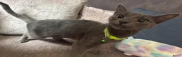 Mixed Breed cats for sale: Grey cat - Advert 2
