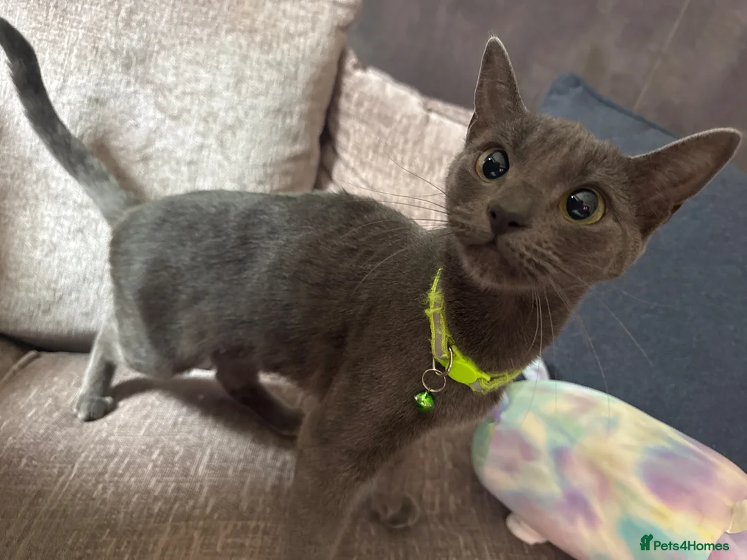 Mixed Breed cats for sale: Grey cat - Advert 2
