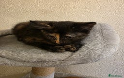 Domestic Shorthair cats for sale: 6 kittens ready for sale, 2 months old - Image 7