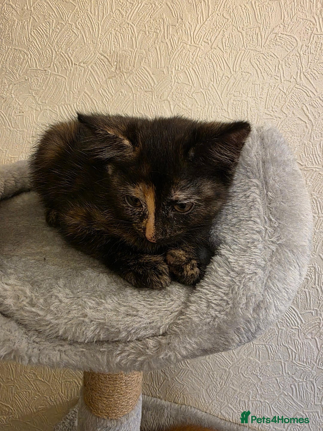 Domestic Shorthair cats for sale: 6 kittens ready for sale, 2 months old - Image 7