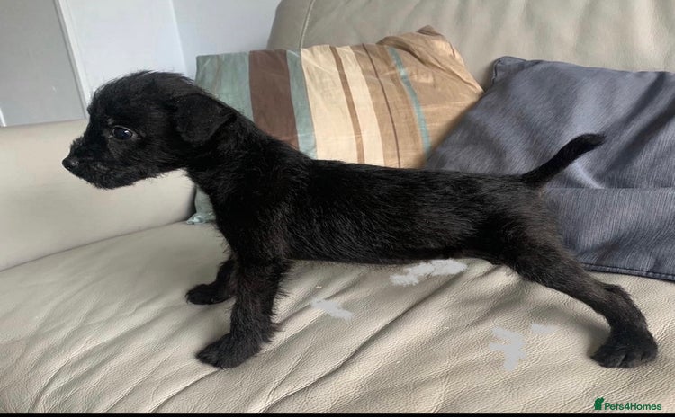 Patterdale Terrier dogs - Advert 1