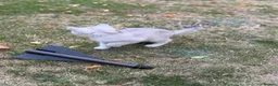 British Shorthair cats for sale: British Shorthair Silver Shaded Boy - Advert 4