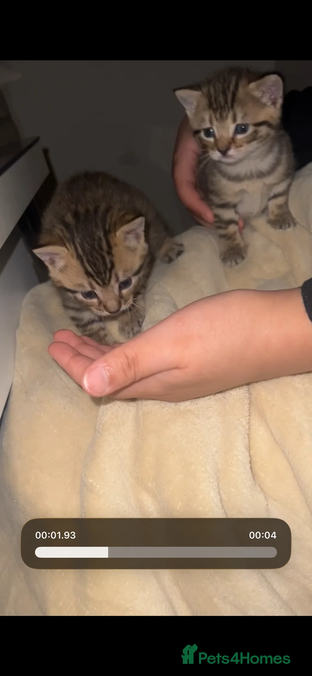 Mixed Breed cats for sale: Adorable Tabby Kittens Looking for Loving Homes 🐾 - Advert 5