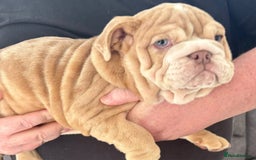 English Bulldog dogs for sale: English Bulldog Puppies - Image 8