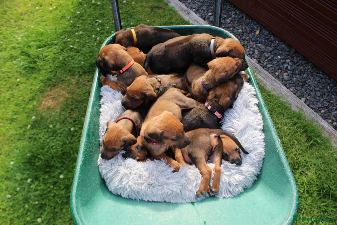 Rhodesian Ridgeback dogs for sale: Stunning Rhodesian RidgeBack Pups.. - Image 24