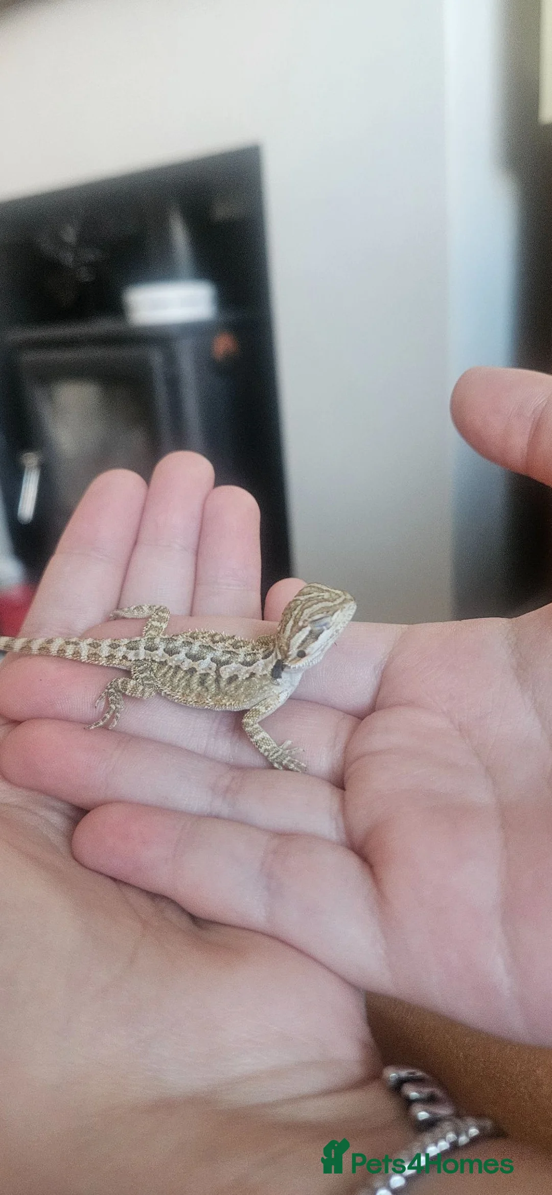 Bearded Dragon reptiles for sale: Baby bearded dragons citrus cross - Advert 26