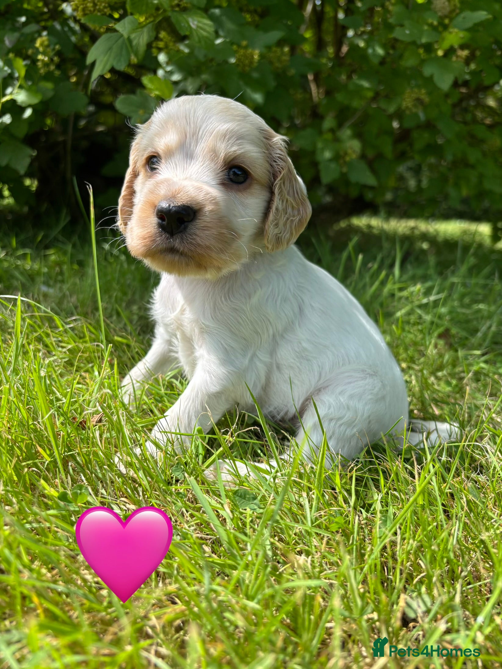 Cocker Spaniel dogs 5* Show cocker spaniels puppies  - Advert 2