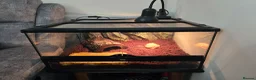 Frog reptiles for sale: Albino horned frog  in Wolverhampton - Advert 9