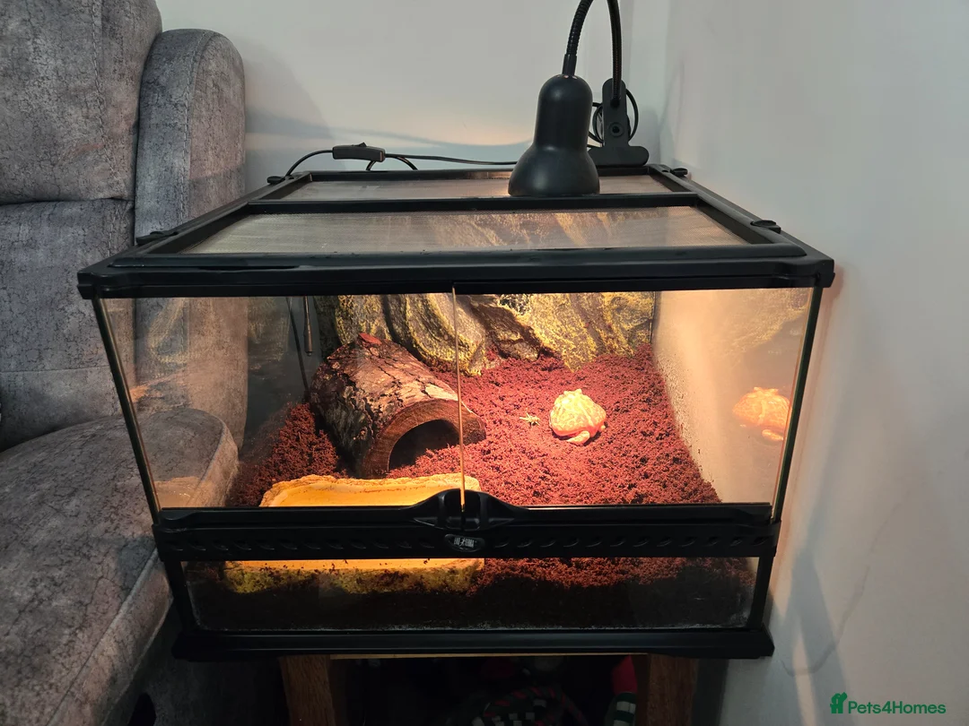 Frog reptiles for sale: Albino horned frog  in Wolverhampton - Advert 9
