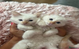 Ragdoll cats for sale: Adorable 2 male kittens, Ragdoll dad, mum Siamese - Image 3