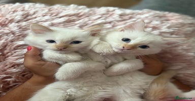 Ragdoll cats - Advert 10