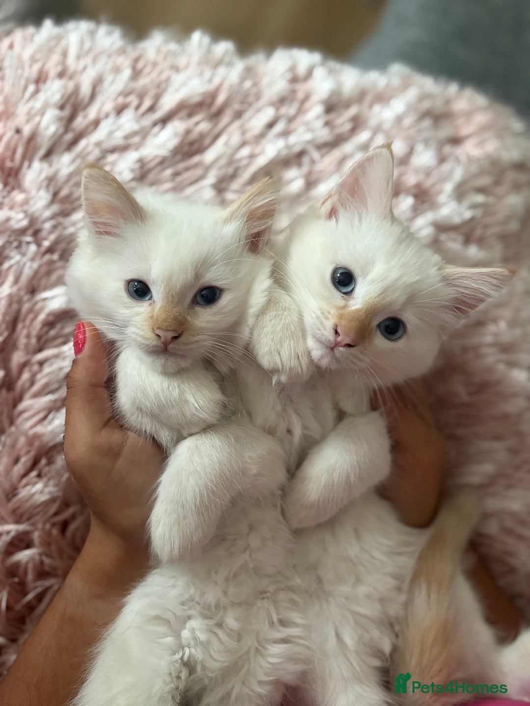 Ragdoll cats for sale: Adorable 2 male kittens, Ragdoll dad, mum Siamese - Image 3