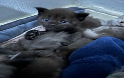 Maine Coon cats for sale: Beautiful mainecoon kits  - Image 3