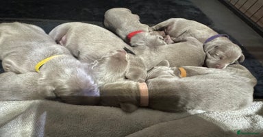 Weimaraner dogs - Advert 1