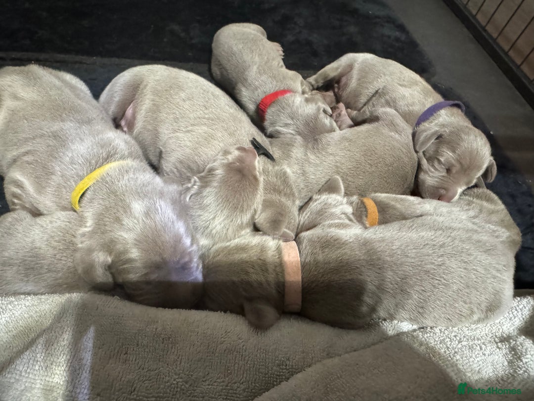 Weimaraner dogs for sale: ✨KC Reg Pups from Champion Bloodlines ✨ - Image 3
