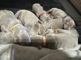 Weimaraner dogs - Advert 1