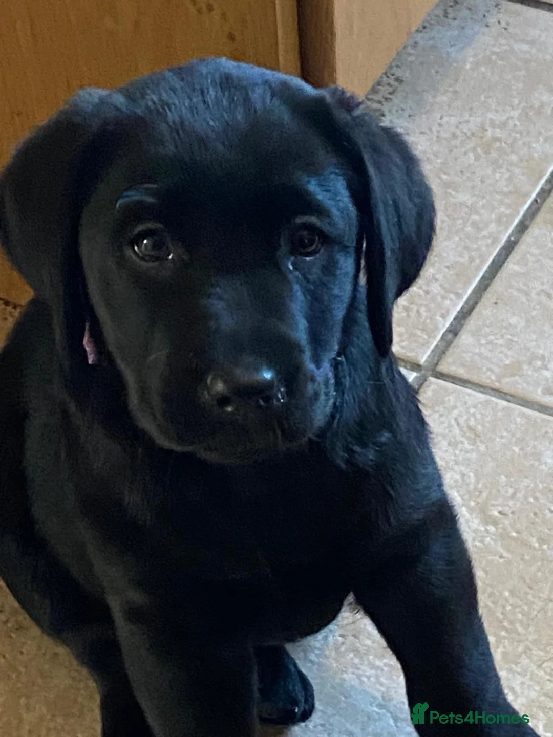 Labrador Retriever dogs for sale: Adorable little girl - Advert 2