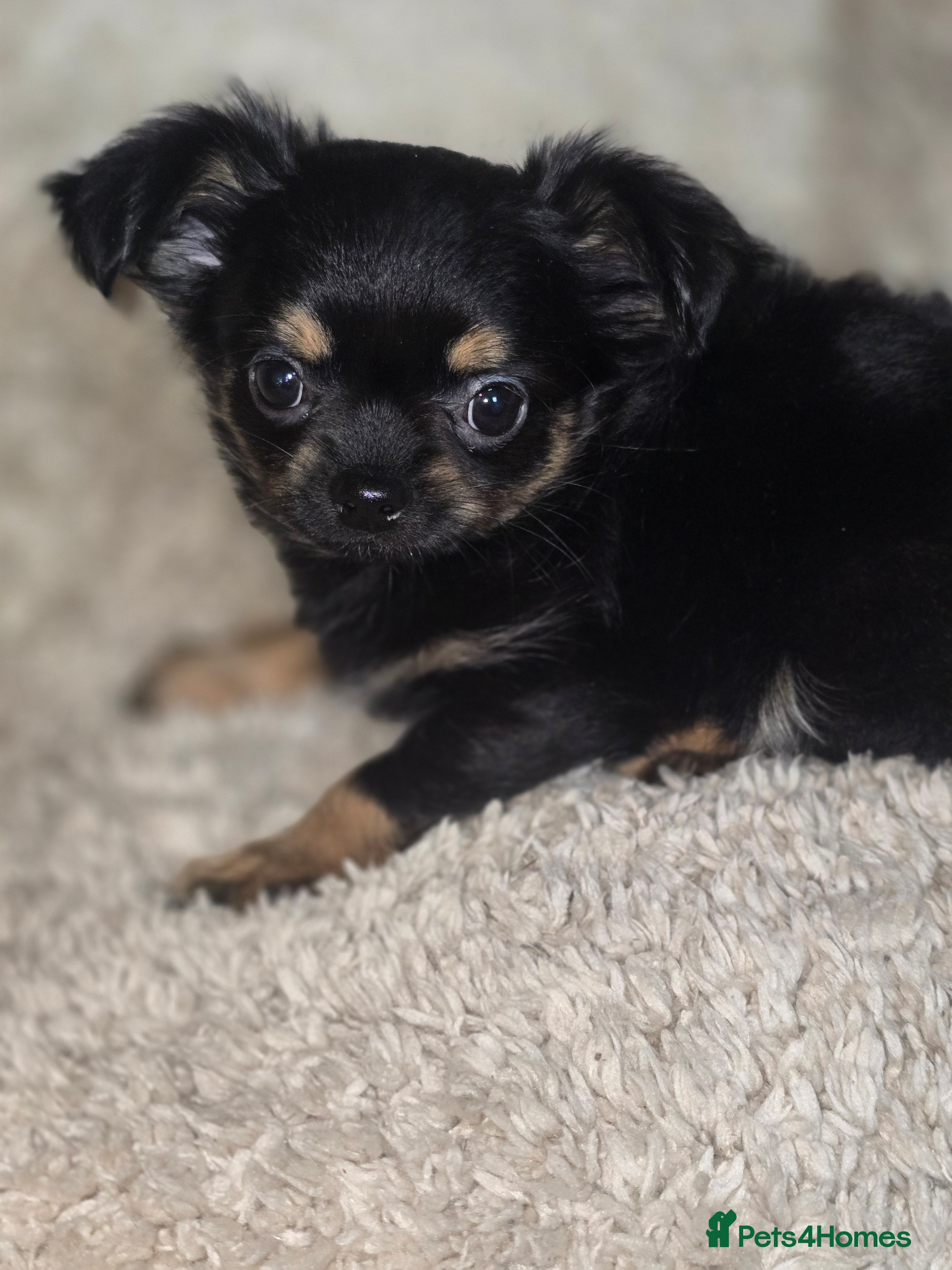 Chihuahua dogs Chihuahua Puppies - Advert 10