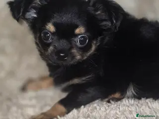 Chihuahua dogs Chihuahua Puppies - Advert 10