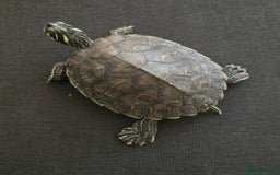 Turtle reptiles for sale: Mississippi Map Turtles - Image 8
