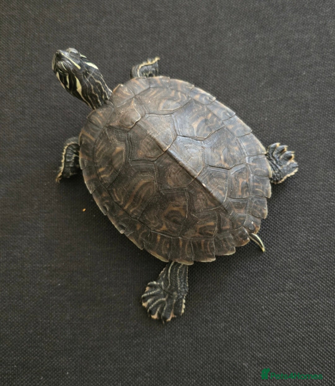 Turtle reptiles for sale: Mississippi Map Turtles - Image 8