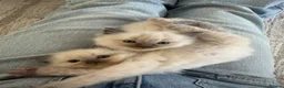 Ragdoll cats for sale: Blue Point Ragdoll Male Kittens in Wrexham - Advert 4