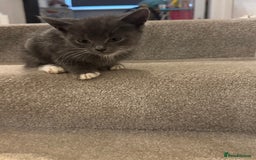 Mixed Breed cats for sale: Kittens for sale  - Image 5