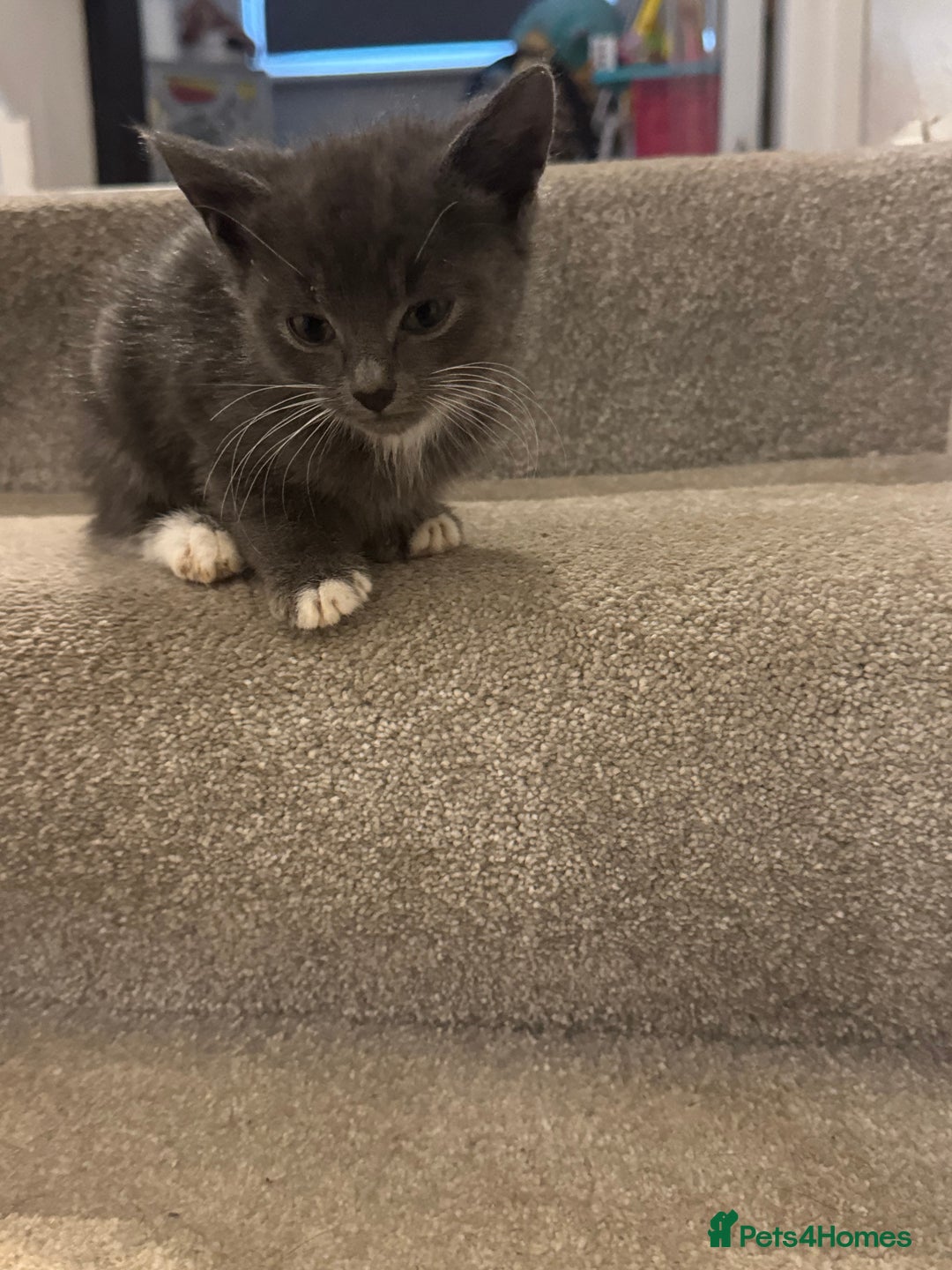Mixed Breed cats for sale: Kittens for sale  - Image 5