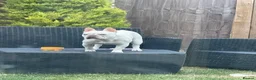 French Bulldog dogs for sale: French bulldog puppies - Advert 5